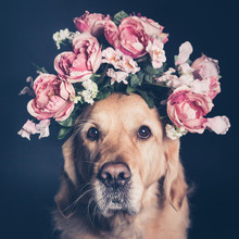 Golden Retriever Dog In A Flower Crown, Filter.