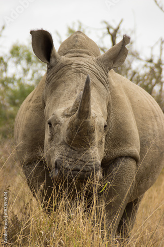 Gros Plan Sur Un Rhinoceros Dans La Savane Africaine Stock Photo Adobe Stock