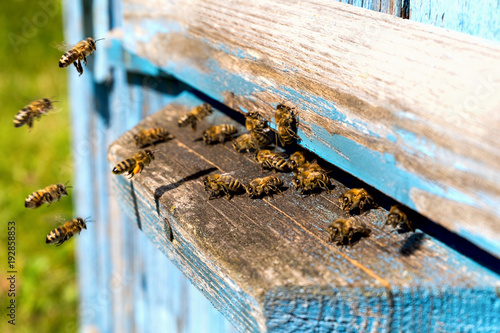 Plakat Życie pszczół robotniczych. Pszczoły przynoszą miód.