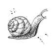 Snail vector drawing. Hand drawn isolated sketch. Engraved anima