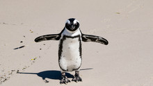 Do You Want A Hug? This Beautiful African Penguin Walked With His Wings Held Wide To Reach His Partner. African Penguin Is Called The "Jackass" Penguin. It Is Black-footed And Confined To Southern Afr