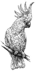 black and white engrave isolated parrot illustration