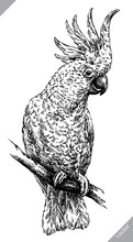 Black And White Engrave Isolated Parrot Vector Illustration
