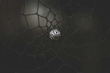Dreamcatcher 