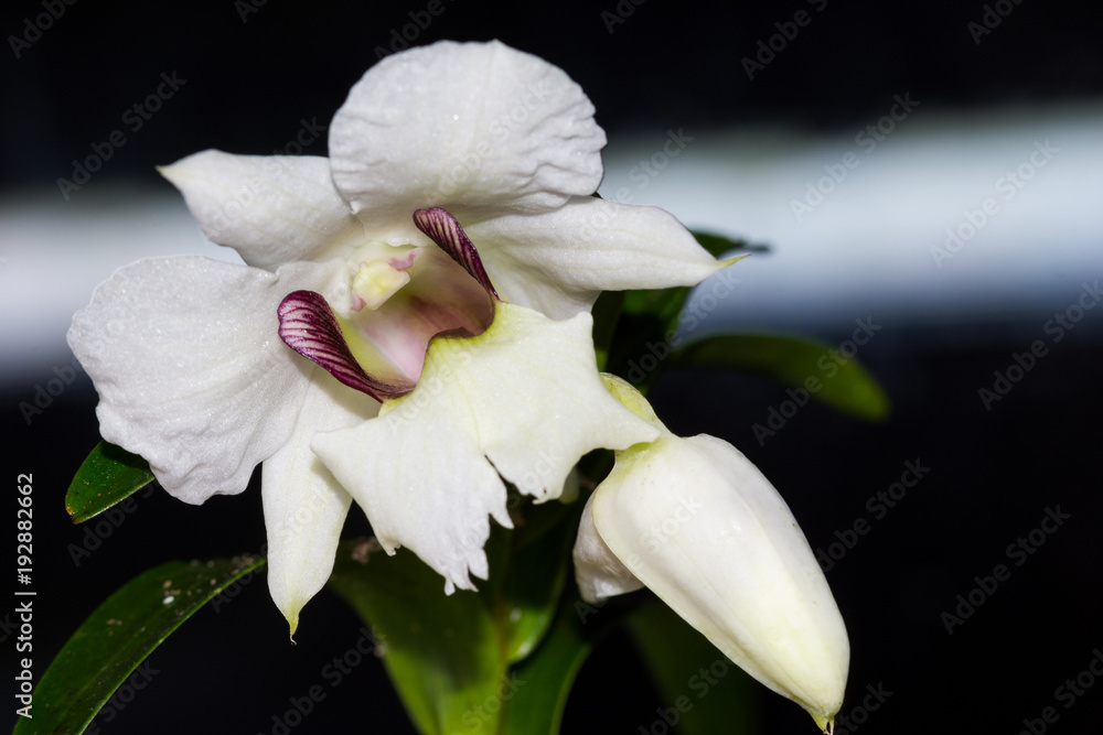 Weiße Dendrobium-Orchidee in Nahaufnahme