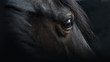 canvas print picture - Pferdeportrait, Rappe mit schönem Blick vor schwarzem Hintergrund
