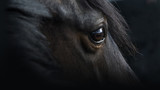 Fototapeta Konie - Pferdeportrait, Rappe mit schönem Blick vor schwarzem Hintergrund