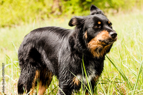 Border Collie Belgischer Schaferhund Mix Schwarz Braun Nass Border Collie Belgian Shepherd Mix Black Brown Wet Buy This Stock Photo And Explore Similar Images At Adobe Stock Adobe Stock
