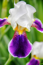 Purple Petals Of An Iris