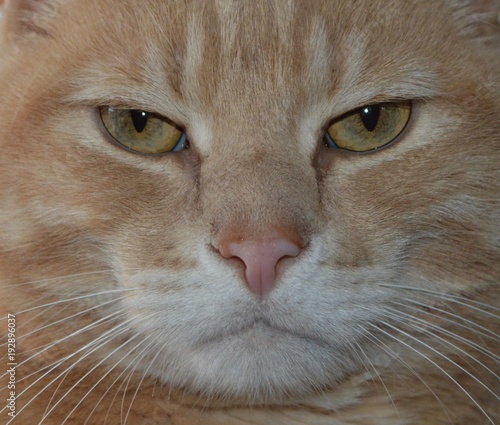 Cranky Face On A Large Cat Close Up Funny Animals Pet Care
