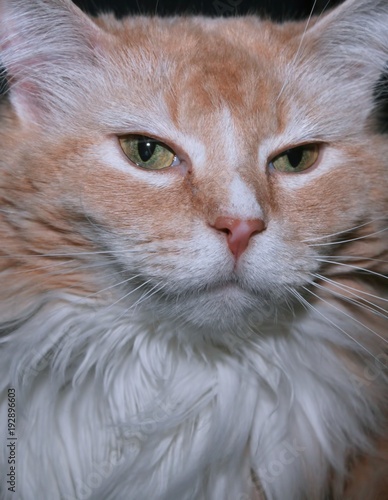 Buff And White Long Haired Cat Buy This Stock Photo And Explore