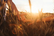 © ANR Production - Happy couple in love walking on field of spikes in springtime at sunset. Woman and man holding hands