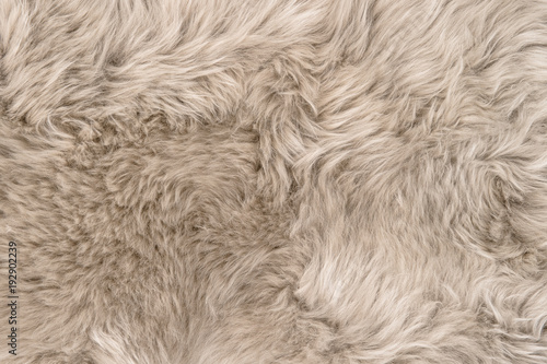Fotomural Natural sheepskin rug background texture sheep fur