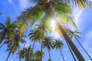 Panoramic view of tropical beach with coconut palm trees.