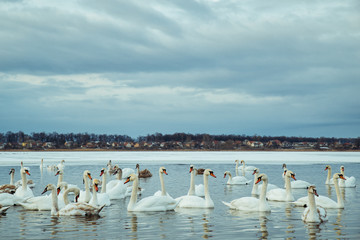 Wall Mural - lot of swans on the lake