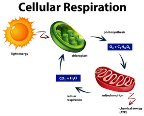 Canvas Print - Diagram showing cellular respiration