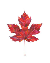 Maple leaf watercolor painting