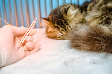 A Cat Sleeping With Fever, Was Checked Temperature With Thermometer In Small Animal Hospital Or Veterinary Clinic. The Cat Was Treated By Intravenous Fluids And NSAID Drugs.