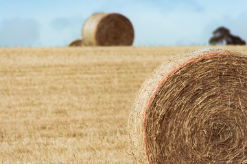 Hay bales in field1