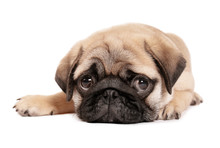 Cute Pug Puppy On White Background