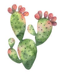 Wall Mural - Watercolor vector cactus isolated on white background.