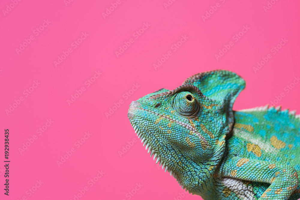 Chameleon on pink background - obrazy, fototapety, plakaty 