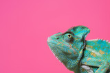 Fototapeta Zwierzęta - Chameleon on pink background