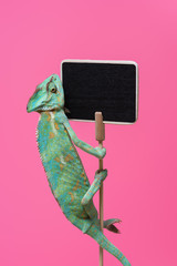 Wall Mural - cute colorful chameleon crawling on blank board isolated on pink