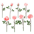 Vector set of pink roses. Four pink roses from bud to full blossom.