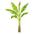 © Happypictures - Cartoon illustration of banana palm. Tree with big bright green leaves. Tropical plant. Graphic design element for infographic. Detailed flat vector icon