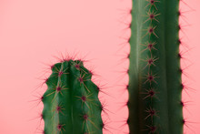 Close-up View Of Beautiful Green Cactuses With Thorns Isolated On Pink