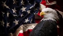 American Bald Eagle With Flag.