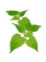 Wall Mural - Stinging nettles isolated on white background