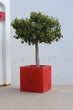 Tree with red cube