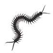 Centipede icon. Realistic centipede vector.