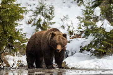 Wild brown bear in winter forest