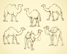 Decorated Camel. Vector Illustration