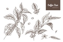 Bundle Of Elegant Botanical Drawings Of Coffea Or Coffee Tree Branches With Leaves, Flowers And Ripe Fruits Isolated On White Background. Monochrome Vector Illustration Hand Drawn In Etching Style.