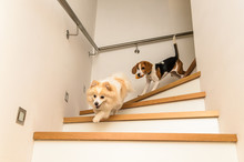 Dogs Running Down The Stairs Beagle With German Spitz