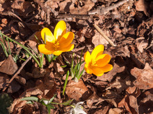 Close Up Of Two Orange Small Spring Flower On Forest Floor - Orange Aconite