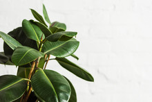 Rubber Fig Ficus Elastica Plant With Green Leaves By White Wall