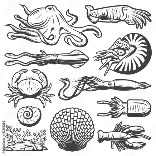 Vintage Marine Life Collection