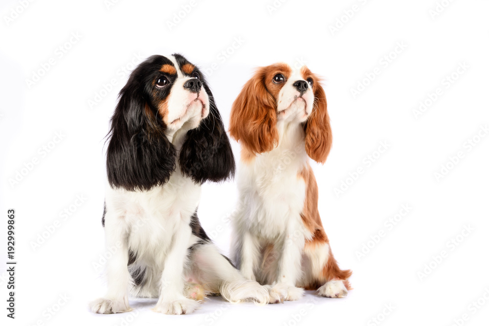 Couple Cavalier King Charles Spaniel against a white backdrop. Blenheim and  color - obrazy, fototapety, plakaty 