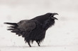Raven calling in winter setting