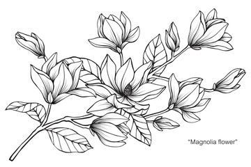 Magnolia flower drawing  illustration. Black and white with line art. 