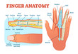 © VectorMine - Finger anatomy medical vector illustration with bones, muscle scheme and finger cross section.