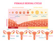 Female sexual cycle vector illustration graphic diagram with menstruation and ovulation chart and uterus.