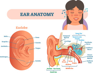 Poster - Ear anatomy medical vector illustration with outer, middle and inner ear cross section diagrams. 