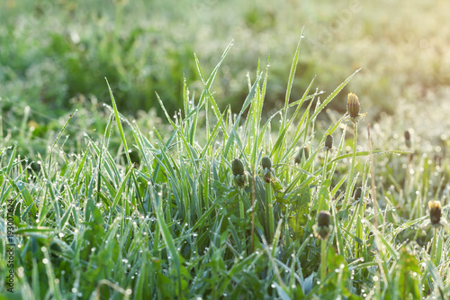green grass with drops of dew on a spring meadow