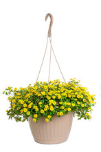 A Hanging Basket Full Of Creeping Yellow Zinnia.